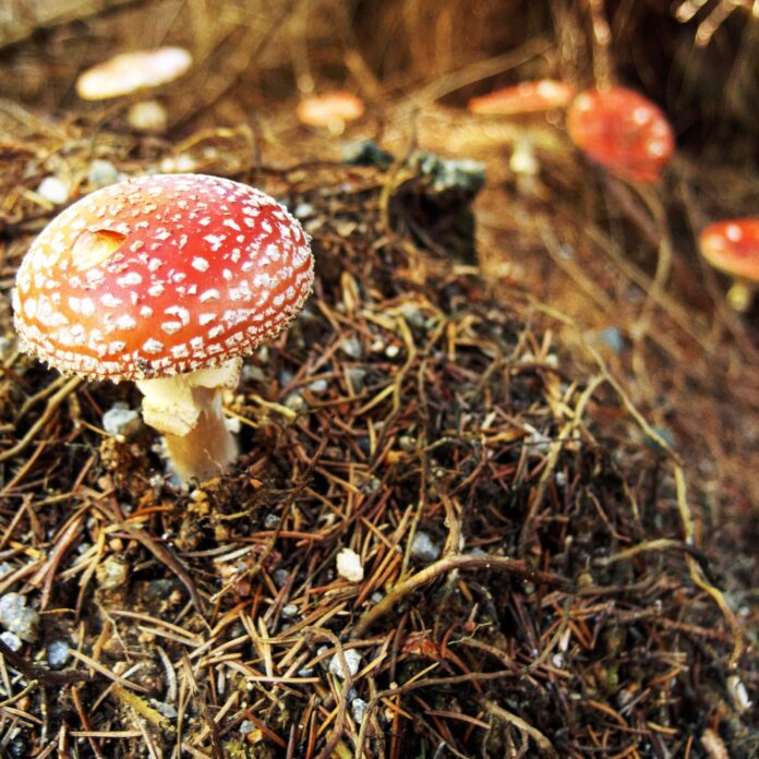Magic mushroom retreats
