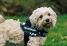 Find the best dog gear and customizable harnesses for your furry friend.
